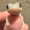 megalopitecus