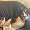 hadleyboopsnoot