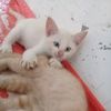 cinta.yg.sejati