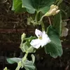 phamthidiep00