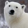 whitebear1121