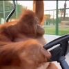 smoothbigtoe
