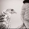 allawy42