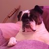 jobe_wj