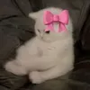 canhsatchimloiii