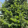 quachxoan