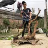 thuanmecay