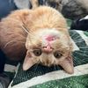 4outof5catsrecommend