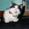 hikaru_ilovecats