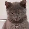 _ohmycat