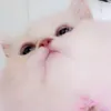 msh_msh3