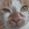 sonny_kinda_gingercat
