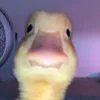 mandarinax0