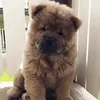 cutepup170