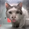 meowthichmua