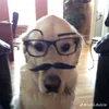 chiendzvc