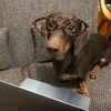 Pup_funnies8128