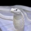king_cobra20
