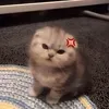 jayjay_751