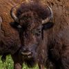 tother_buffalo1