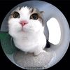 iandrex_