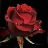 user8912228849861