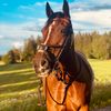 horse.ellen