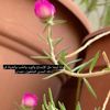 mona_242