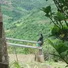 nyonyoshein810