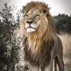 leo_lowe