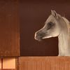 essam.alsalih