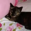 pingkitty111