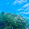 nkp_993