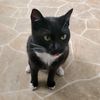 meowzzaa