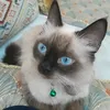omlbanat3