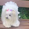 sophieeesticatedpupp