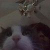 heller_beller667
