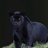 ramo_haje