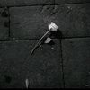 _mahibe