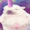 lolml00p