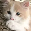 sshansy