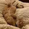 kittygoose