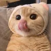 luottiktok35