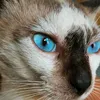abhucatlover