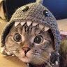 sharkcatt