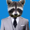 raccoon_za_