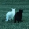 bush_ro1