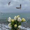 nawal11232