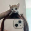 kissh.me