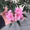 hamad_4x